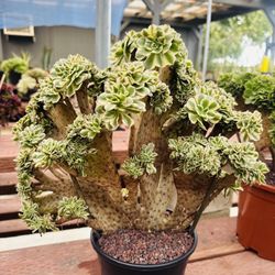 Aeonium Maybach Varigated 