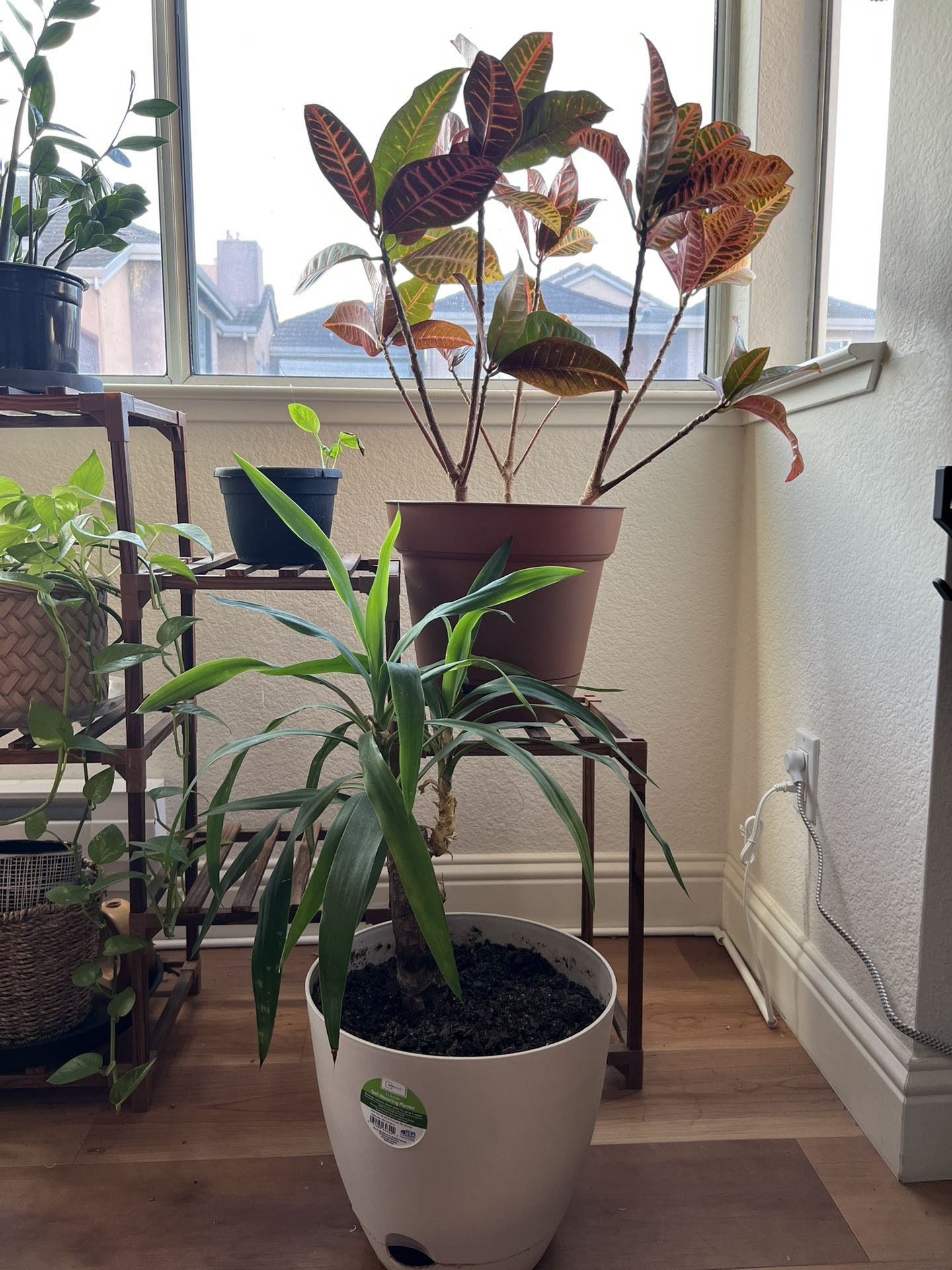 Indoor & Outdoor Plants