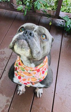 Thanksgiving Dog Bandana, Pilgrim Hat, Pumpkin, Fall Harvest, Green & Red Apples