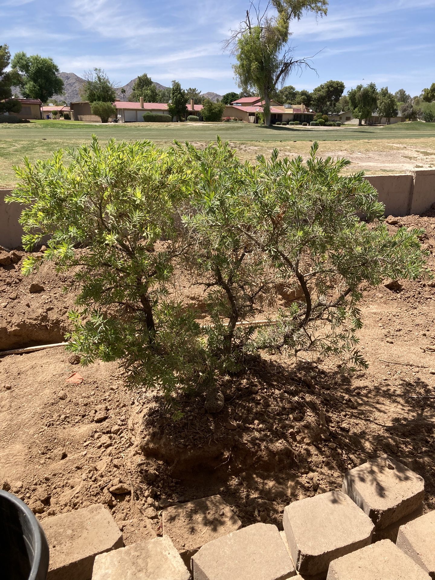 FREE landscape Plants