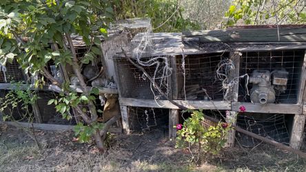 Chicken Coops