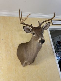 Freak Unicorn Taxidermy Shoulder Mount Buck Whitetail Horn Deer