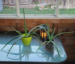 Aloe Vera Plant $5 each