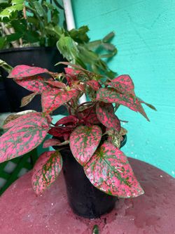 Hypoestes