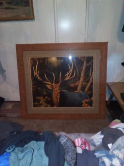 Autumn Majesty, Bull Elk Pictured In Early Autumn