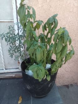Ruda y Albahaca