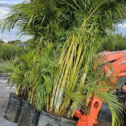 huge arecas  8/9 feet tall also 9/10 feet staring  $80 Instant Privacy Hedge For Fence 