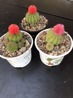 Echinobivia cactus 🌵 each 10$