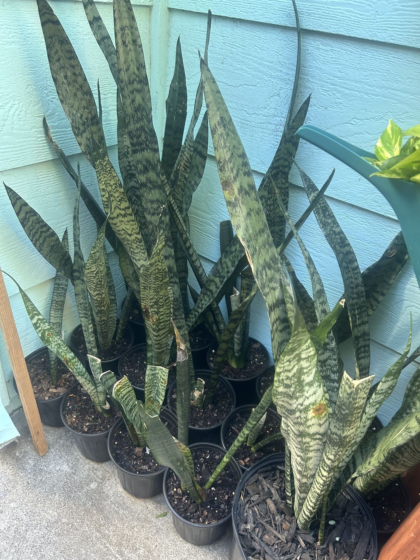 Snake plants