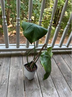 Monstera