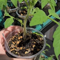 Pineapple Tomatoes