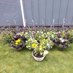 Hanging Baskets & Potted Plants "EVERYTHING DEAL"