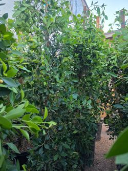 Ficus nitida