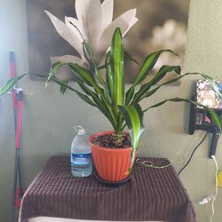 Dracena Corn plant