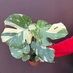 6” monstera thai constellation 