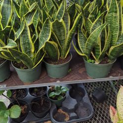 Snake Plants In 6” Pot. SPECIAL PRICE 🤩