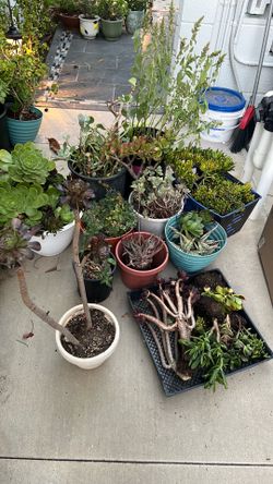 FREE PLANTS (please read description)