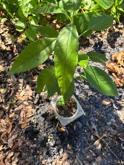 Avocado plant