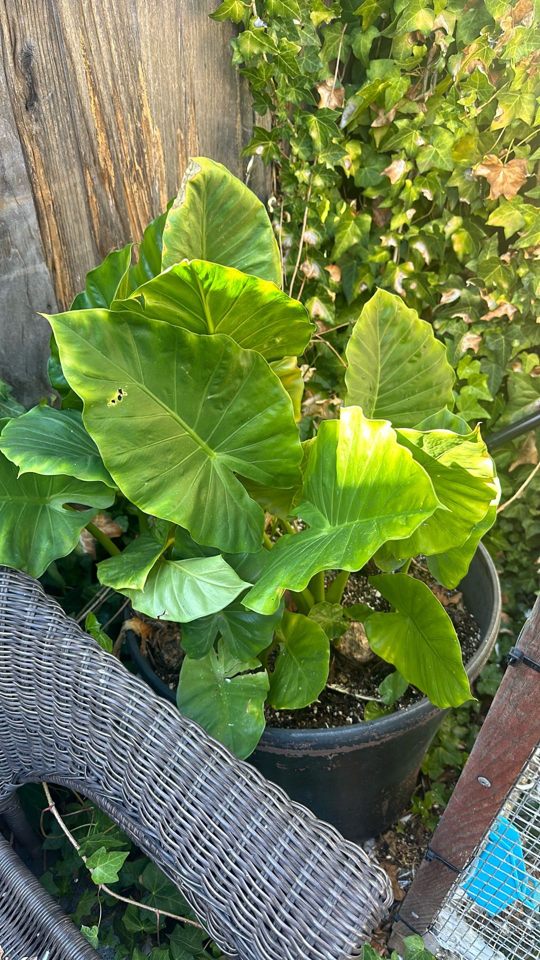 Elephant Ears