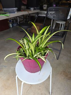 Healthy Spider plants in 8" plastic planter