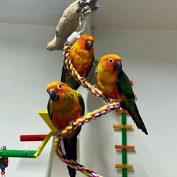 Babies Bird toys