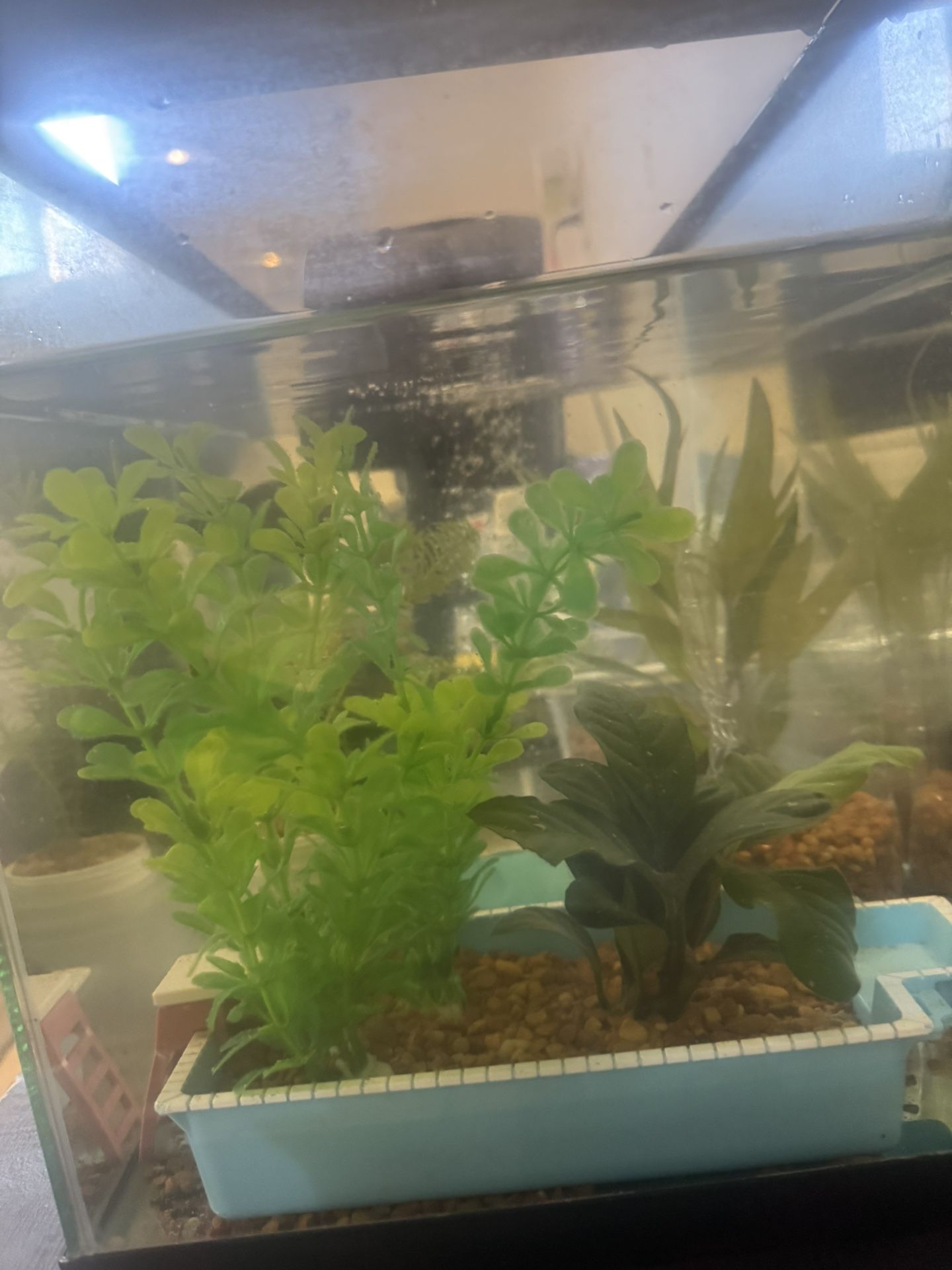 Free Fish Tank 