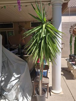 Large yucca