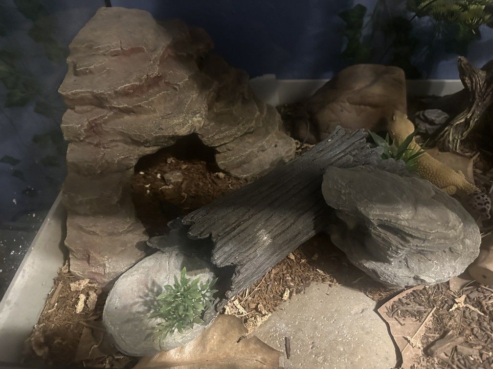 Geckos