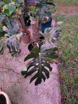 Monstera On Moss Pole