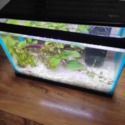 Small Aquarium Perfect For A Desk