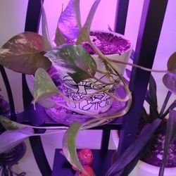 Plant 