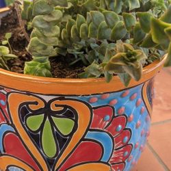Talavera , Succulent Plant