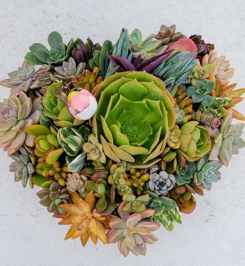 Custom Made Heart Succulents Special Order For Ellie