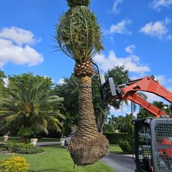 Canary Palms  All Sizes  Available Ask For Privacyng