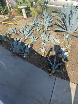 Agave