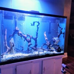 Aquarium 75 Gallon Tall Thin Display Fish Tank