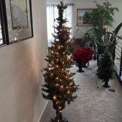 Christmas Tree Lighted