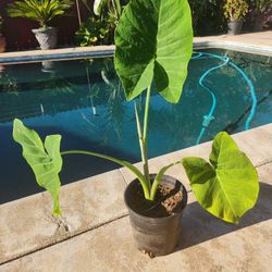 Ears Elephant Plant