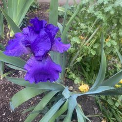 German Iris