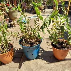 Epidendrum Flower (Orange)