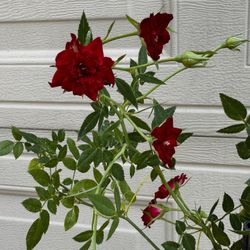 Climber red Rose 