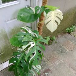 Monstera Albo Node Cuts 