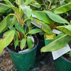 Plátanos Ingertados 2gallon Dwarf Cavendish 