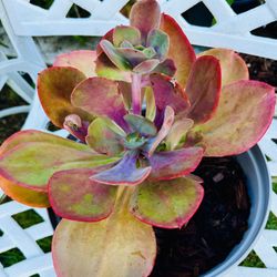 ECHEVERIA SUCCULENT PLANT 