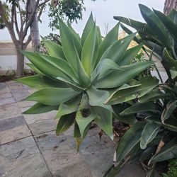Cuttings Fox Tail Agave