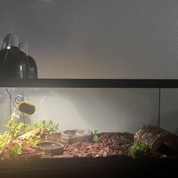 Fancy leopard Gecko Tank/Terrarium