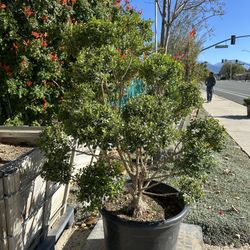 Boxwood Topiary Bonsai 