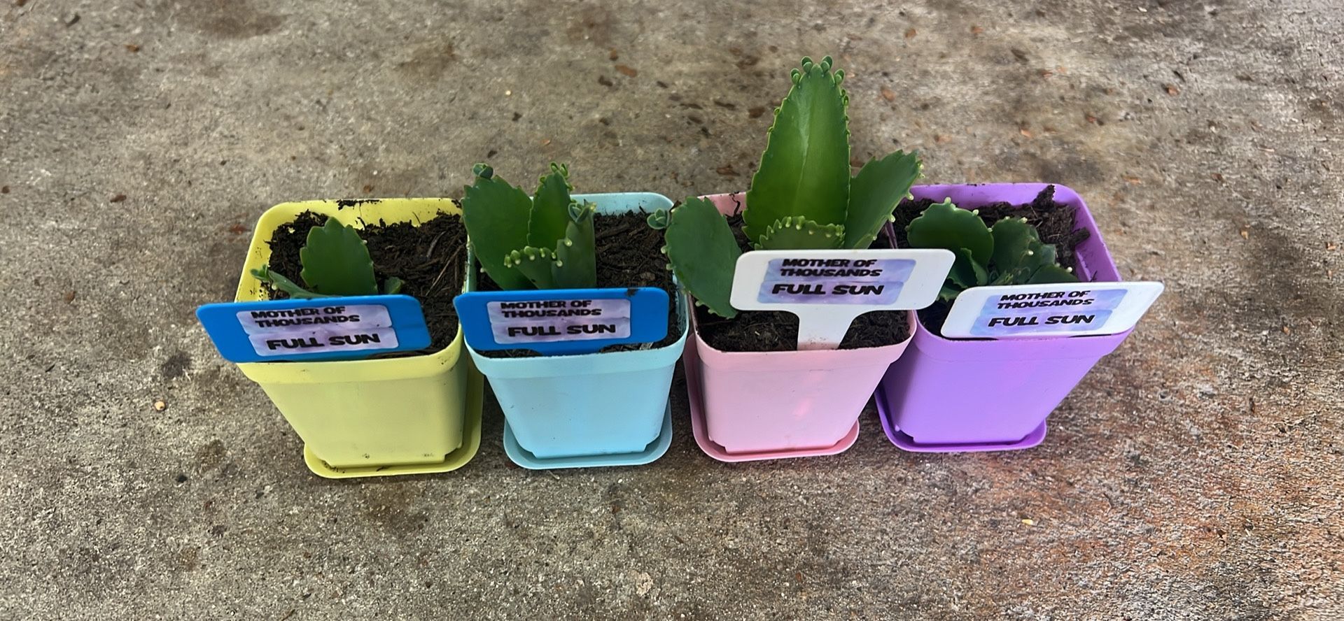 Mother Of thousands