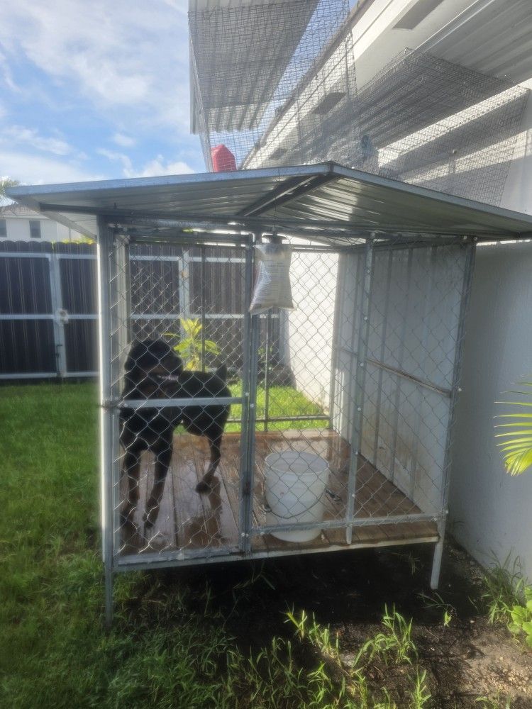 Large Dog Cage Good Condition
