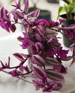 Tradescantia Zebrina Burgundy Inch Plant